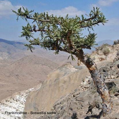 Rare Hydro Distilled Frankincense Essential Oil, Oman Hojary 2002, India Serrata 2001