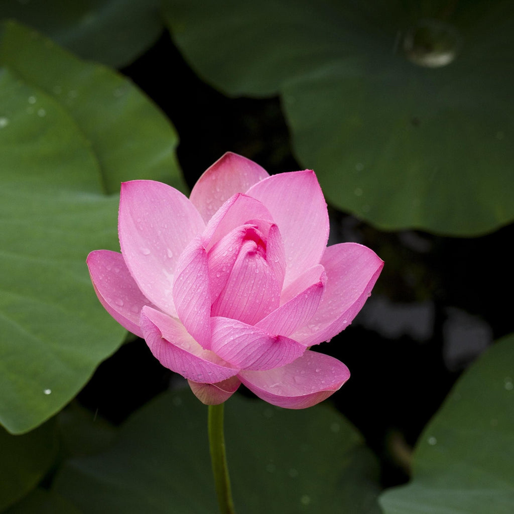 Rare Pink Lotus Hydro Distilled Essential Oil: Vintage 2000, Oman Frankincense