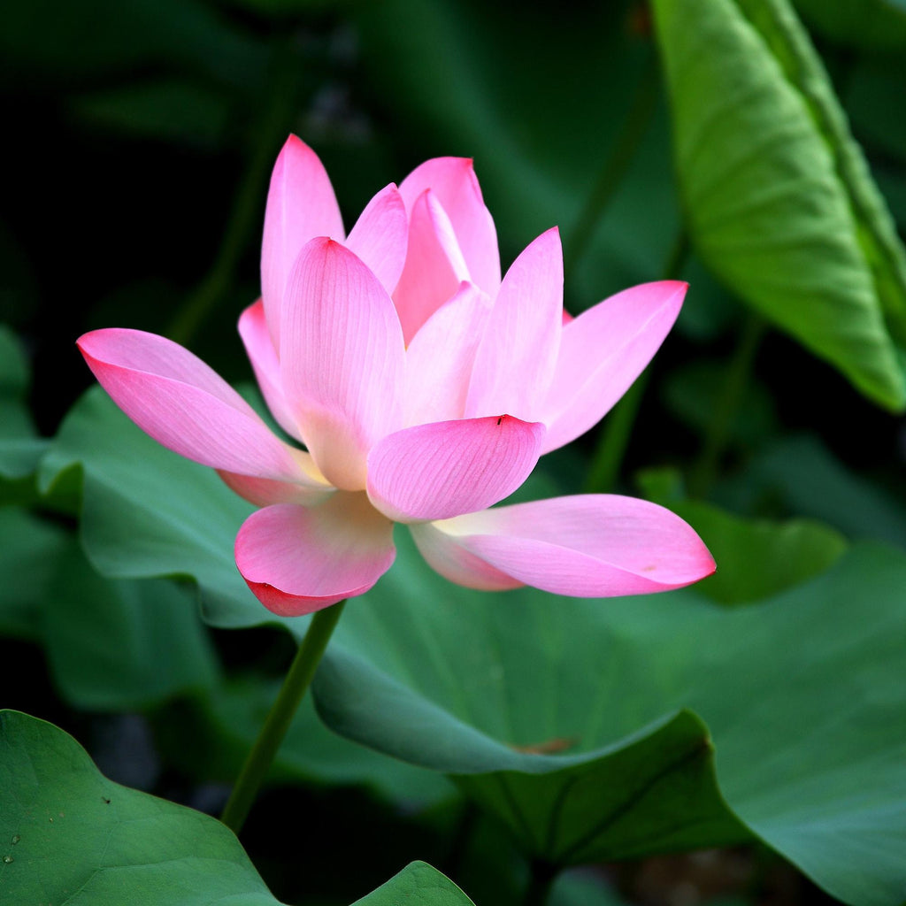 Rare Pink Lotus Hydro Distilled Essential Oil: Vintage 2000, Oman Frankincense