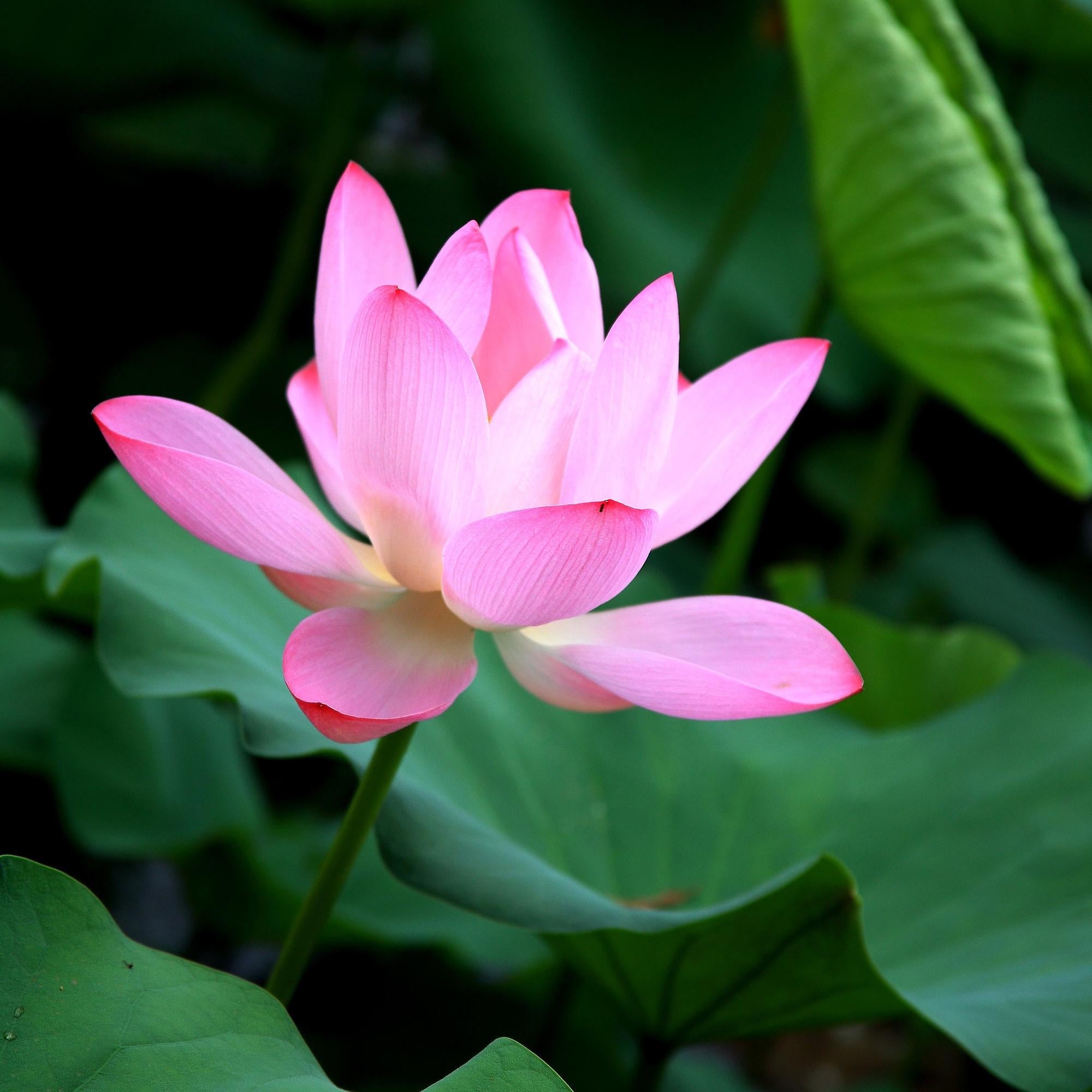 Rare Pink Lotus Hydro Distilled Essential Oil: Vintage 2000, Oman Frankincense