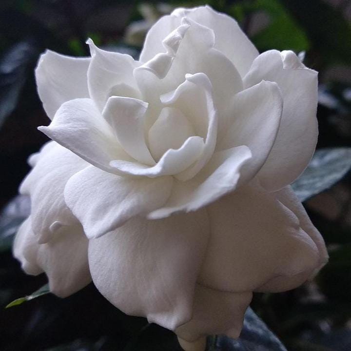Gardenia Eau De Perfume: my tincture from fresh blooms