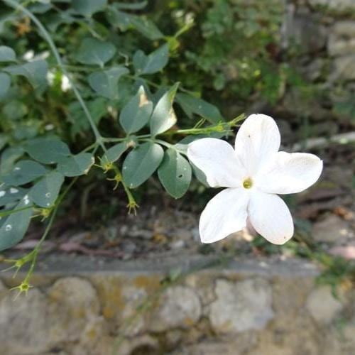Paradise Botanical Perfume: JoAnne Bassett, Vanilla floral
