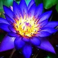 Blue Lotus Artisan Botanical eau de parfum: Rare absolute from India