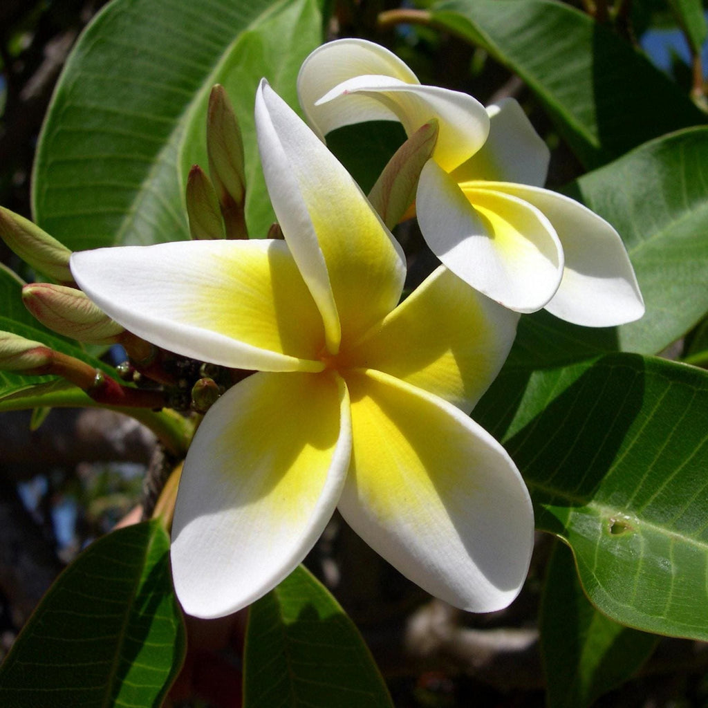 Frangipani Botanical Perfume: JoAnne Bassett, Plumeria Floral