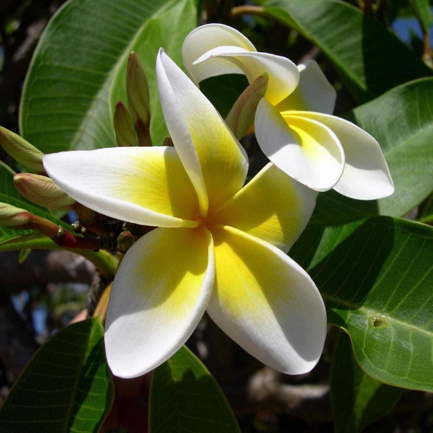 Frangipani Botanical Perfume: JoAnne Bassett, Plumeria Floral