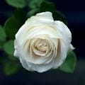 White Rose Otto 2000 Bulgarian, Vintage Organic 'Flower of Light'